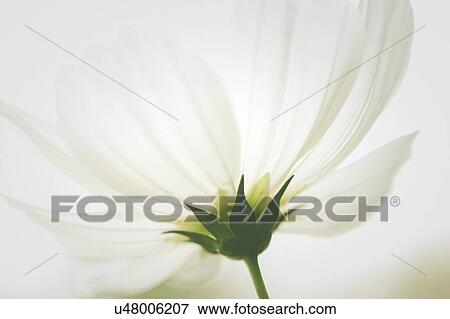 Stock Photo - Close-up of the underside of a white flower.. Fotosearch