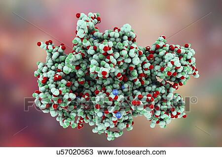 Stock Image - Coagulation factor VIII (fVIII) protein. Deficiency causes haemophilia A. Space-filling model.. Fotosearch