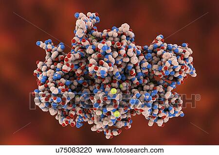 Stock Image - Coagulation factor VIII (fVIII) protein. Deficiency causes haemophilia A. Space-filling model.. Fotosearch