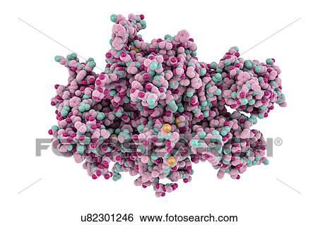 Stock Photograph - Coagulation factor VIII (fVIII) protein. Deficiency causes haemophilia A. Space-filling model.. Fotosearch