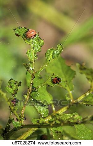 Colorado potato beetle larvae on plants wet with Insecticide. View Large Photo Image Picture - Colorado potato beetle larvae on plants wet with Insecticide.. Fotosearch