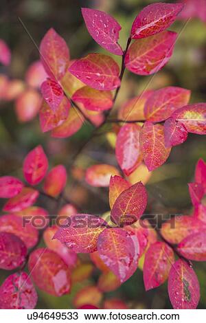 Colorful autumn leaves View Large Photo Image Stock Image - Colorful autumn leaves. Fotosearch