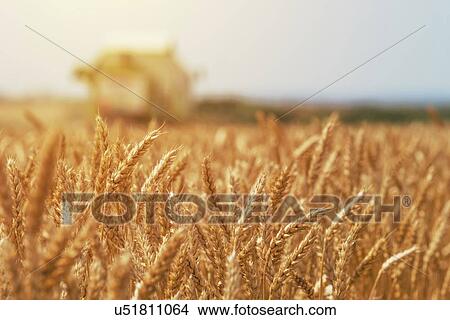 Combine harvester harvesting ripe wheat crop. View Large Photo Image Picture - Combine harvester harvesting ripe wheat crop.. Fotosearch