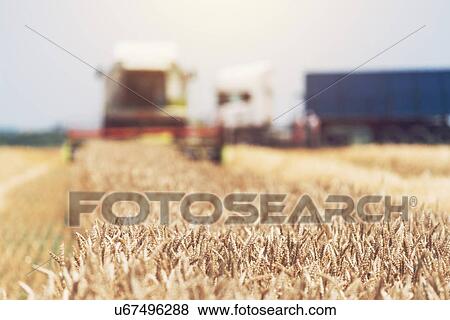 Stock Photo - Combine harvester harvesting ripe wheat crop.. Fotosearch