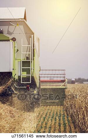 Stock Photography - Combine harvester harvesting ripe wheat crop.. Fotosearch