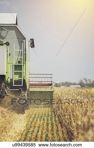 Stock Photography - Combine harvester harvesting ripe wheat crop.. Fotosearch