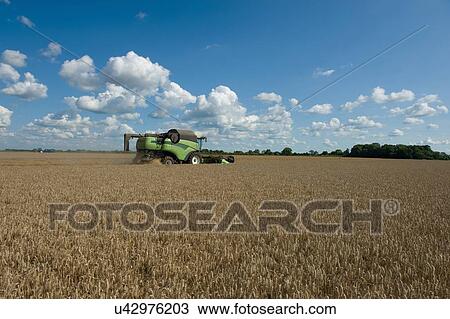Stock Image - Combine harvester harvesting rural field. Fotosearch