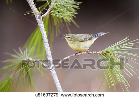 Common chiffchaff (Phylloscopus collybita) perched on a pine tree branch. Photographed in Israel in October. View Large Photo Image Stock Photo - Common chiffchaff (Phylloscopus collybita) perched on a pine tree branch. Photographed in Israel in October.. Fotosearch