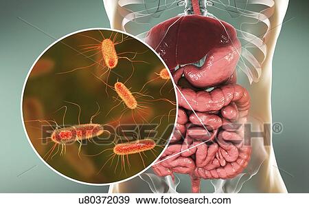 Stock Photo - Computer illustration of the anatomy of the human digestive system and a close-up view of Escherichia coli bacteria. E. coli is one of the main components of the human intestinal microbiome. E. coli are Gram-negative motile bacteria of the.... Fotosearch