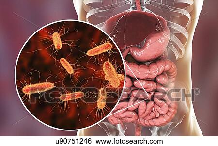 Stock Photograph - Computer illustration of the anatomy of the human digestive system and a close-up view of Escherichia coli bacteria. E. coli is one of the main components of the human intestinal microbiome. E. coli are Gram-negative motile bacteria of the.... Fotosearch