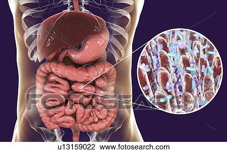 Stock Image - Computer illustration of the human digestive system and a close-up view of bacteria found in the intestine.. Fotosearch