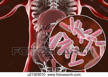 Stock Image - Computer illustration of the human digestive system and a close-up view of bacteria found in the intestines.. Fotosearch