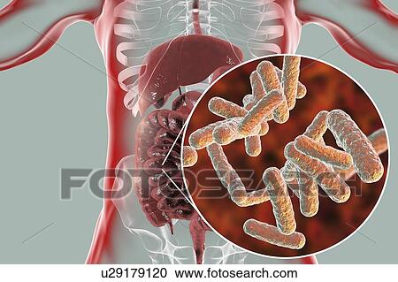 Stock Image - Computer illustration of the human digestive system and a close-up view of bacteria found in the intestines.. Fotosearch