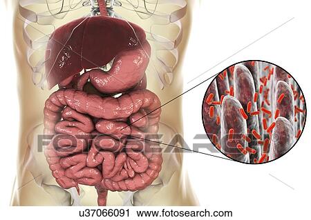 Computer illustration of the human digestive system and a close-up view of bacteria found in the intestine. View Large Photo Image Stock Image - Computer illustration of the human digestive system and a close-up view of bacteria found in the intestine.. Fotosearch