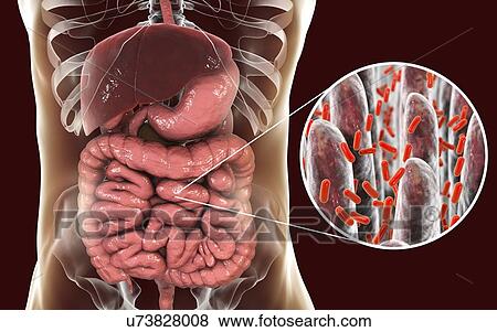 Computer illustration of the human digestive system and a close-up view of bacteria found in the intestine. View Large Photo Image Stock Photo - Computer illustration of the human digestive system and a close-up view of bacteria found in the intestine.. Fotosearch