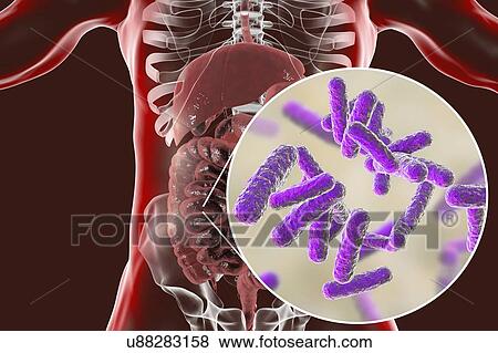 Stock Photo - Computer illustration of the human digestive system and a close-up view of bacteria found in the intestines.. Fotosearch