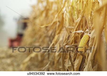 Corn maize harvest, combine harvester in field. View Large Photo Image Stock Image - Corn maize harvest, combine harvester in field.. Fotosearch
