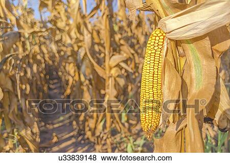 Stock Photo - Corn on the cob.. Fotosearch