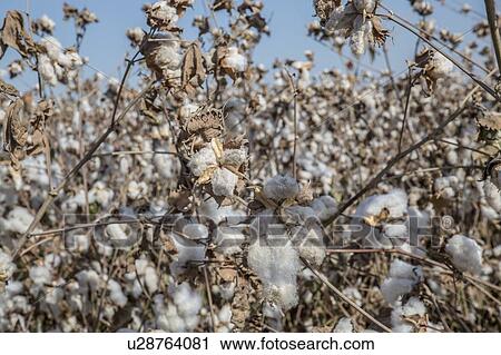 Cotton is a soft, fluffy staple fiber that grows in a boll, or protective capsule, around the seeds of cotton plants (Gossypium sp. ). The fiber is almost pure cellulose. Photographed in Israel. View Large Photo Image Stock Image - Cotton is a soft, fluffy staple fiber that grows in a boll, or protective capsule, around the seeds of cotton plants (Gossypium sp. ). The fiber is almost pure cellulose. Photographed in Israel.. Fotosearch