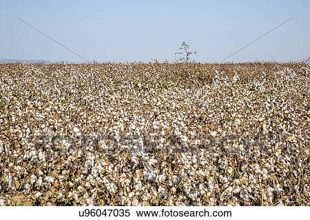 Cotton is a soft, fluffy staple fiber that grows in a boll, or protective capsule, around the seeds of cotton plants (Gossypium sp. ). The fiber is almost pure cellulose. Photographed in Israel View Large Photo Image Stock Photography - Cotton is a soft, fluffy staple fiber that grows in a boll, or protective capsule, around the seeds of cotton plants (Gossypium sp. ). The fiber is almost pure cellulose. Photographed in Israel. Fotosearch