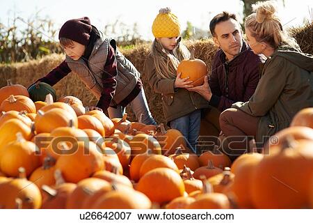 Stock Photo - Couple with daughter and son selecting pumpkins in pumpkin patch field. Fotosearch