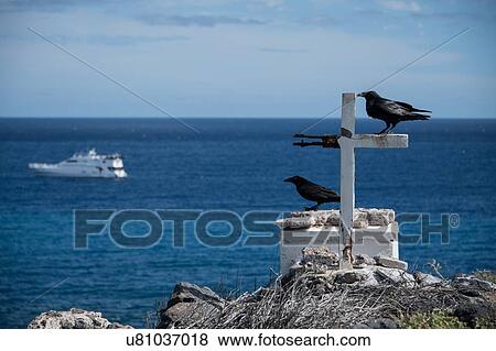 Crows resting by cross on cliffs, Clarion Island, Socorro, Baja California View Large Photo Image Stock Photo - Crows resting by cross on cliffs, Clarion Island, Socorro, Baja California. Fotosearch