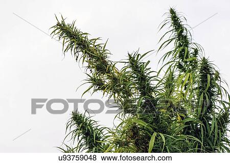 Cultivated hemp in field. View Large Photo Image Stock Photo - Cultivated hemp in field.. Fotosearch