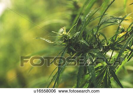 Stock Photograph - Cultivated hemp in field.. Fotosearch