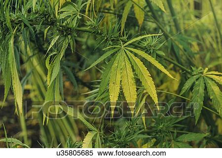 Stock Photography - Cultivated hemp in field.. Fotosearch