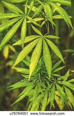 Stock Image - Cultivated marijuana in field.. Fotosearch
