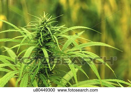 Cultivated marijuana in field. View Large Photo Image Stock Image - Cultivated marijuana in field.. Fotosearch