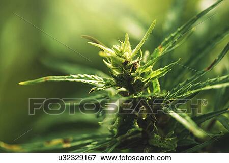 Stock Photo - Cultivated marijuana in field.. Fotosearch