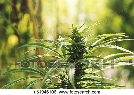 Stock Photograph - Cultivated marijuana in field.. Fotosearch