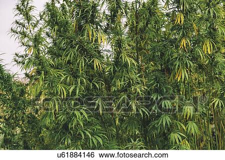 Stock Photograph - Cultivated marijuana in field.. Fotosearch