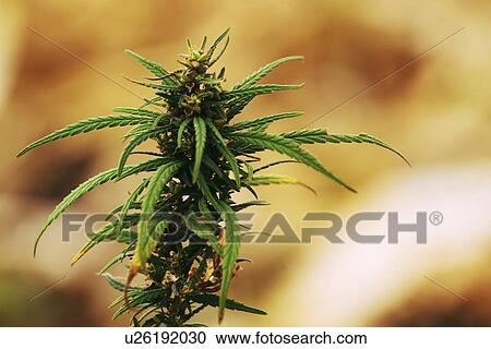 Stock Image - Cultivated marijuana plant.. Fotosearch