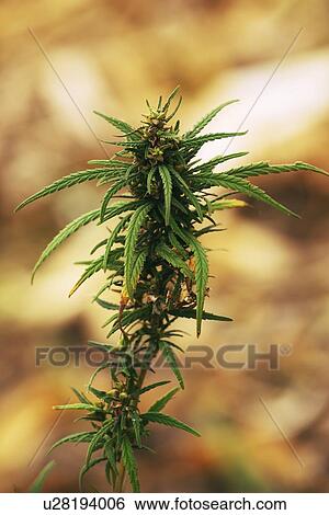 Stock Photograph - Cultivated marijuana plant.. Fotosearch