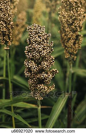 Stock Image - Cultivated sorghum field.. Fotosearch