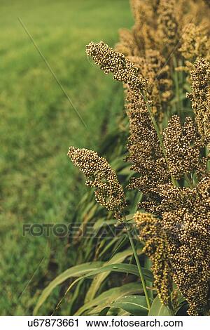 Stock Image - Cultivated sorghum field.. Fotosearch