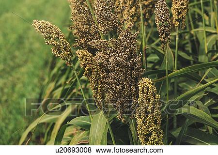 Cultivated sorghum field. View Large Photo Image Stock Photo - Cultivated sorghum field.. Fotosearch