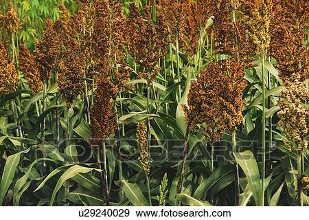 Stock Photo - Cultivated sorghum field.. Fotosearch