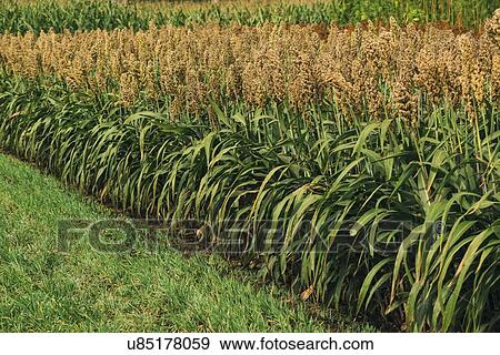 Stock Photo - Cultivated sorghum field.. Fotosearch