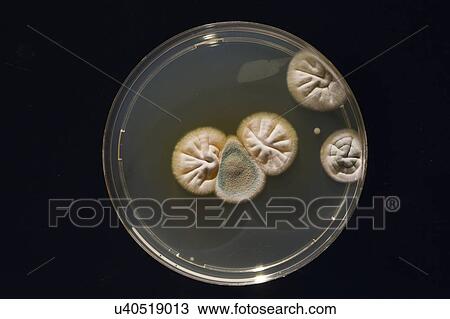 Stock Image - Cultures growing on Petri dish.. Fotosearch