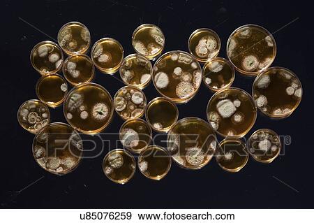 Stock Photo - Cultures growing on Petri dishes.. Fotosearch