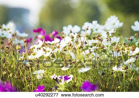 Stock Photo - Daisies.. Fotosearch