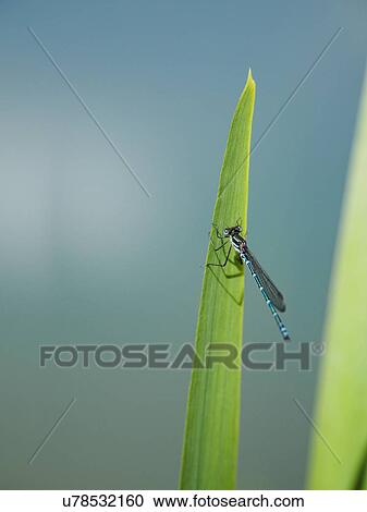 Damselfly (Zygoptera) sitting on leaf View Large Photo Image Stock Image - Damselfly (Zygoptera) sitting on leaf. Fotosearch