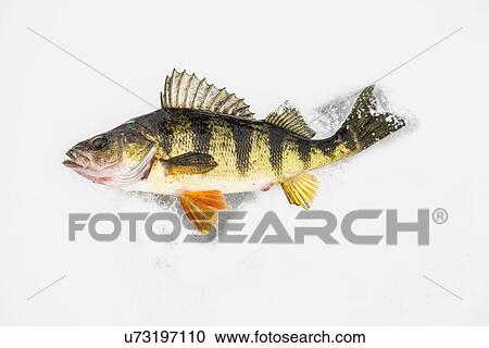 Stock Image - Dead perch fish on ice in Adirondack Mountains. Fotosearch