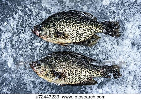 Dead trout fish on ice in Adirondack Mountains View Large Photo Image Stock Photo - Dead trout fish on ice in Adirondack Mountains. Fotosearch