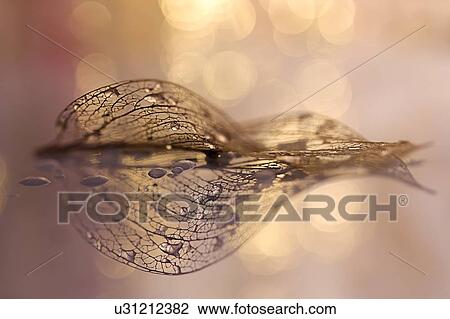 Stock Image - Decaying leaf.. Fotosearch