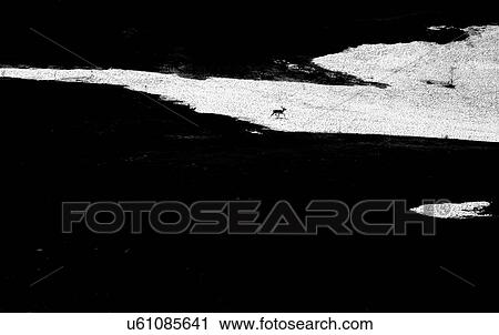 Deer running across flat landscape, Ural, Sverdlovsk, Russia View Large Photo Image Stock Image - Deer running across flat landscape, Ural, Sverdlovsk, Russia. Fotosearch