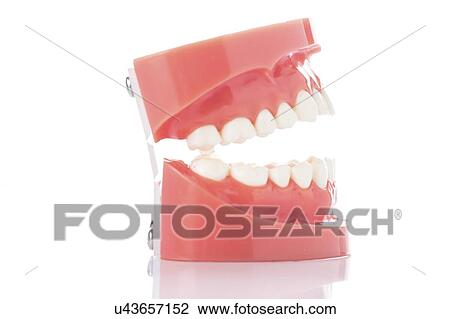 Stock Image - Dental model of teeth.. Fotosearch